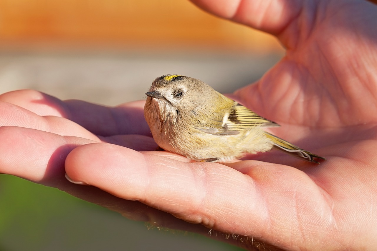 Comment Nourrir Un Bebe Oiseau Tombe Du Nid Hello Birdy Le Blog